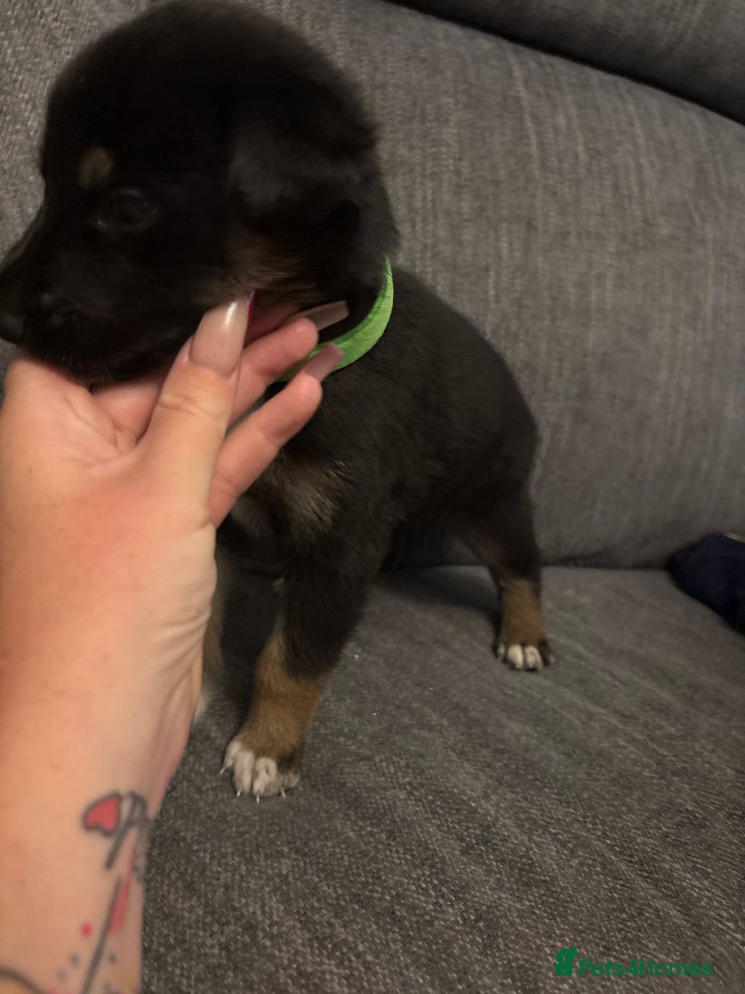 Mixed Breed dogs for sale: German shepherd x whippet  - Image 5