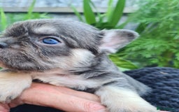 French Bulldog dogs for sale: Big Perm, fluffy and furnished frenchies  - Image 10