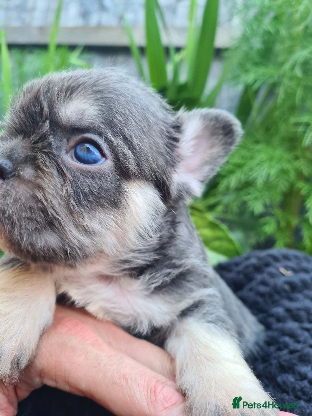 French Bulldog dogs for sale: Big Perm, fluffy and furnished frenchies  - Image 10