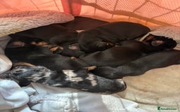 Miniature Dachshund dogs for sale: Black and brown miniature dachshund  - Image 1
