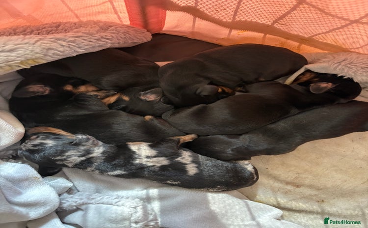 Miniature Dachshund dogs for sale - Advert 1