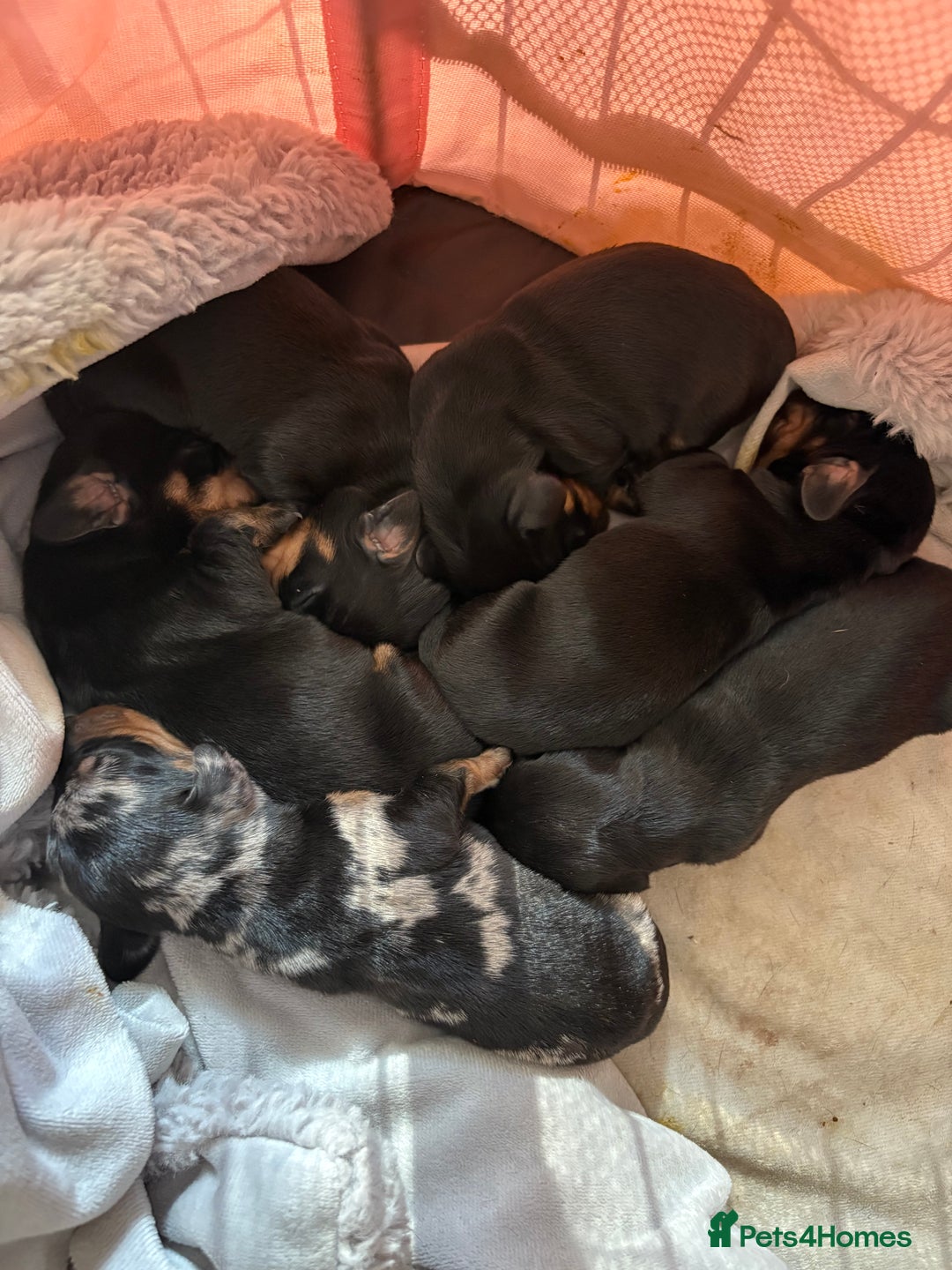 Miniature Dachshund dogs for sale: Black and brown miniature dachshund  - Image 1