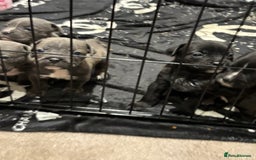 Mixed Breed dogs for sale: canó corso cross british bulldog puppy’s  - Image 2