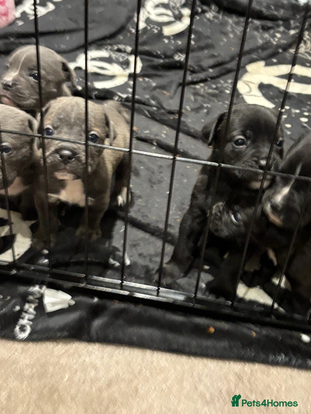 Mixed Breed dogs for sale: canó corso cross british bulldog puppy’s  - Image 2