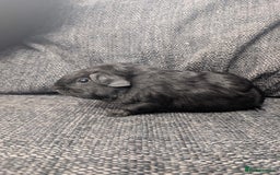 Guinea Pig rodents for sale: Lakeland boar - Image 3