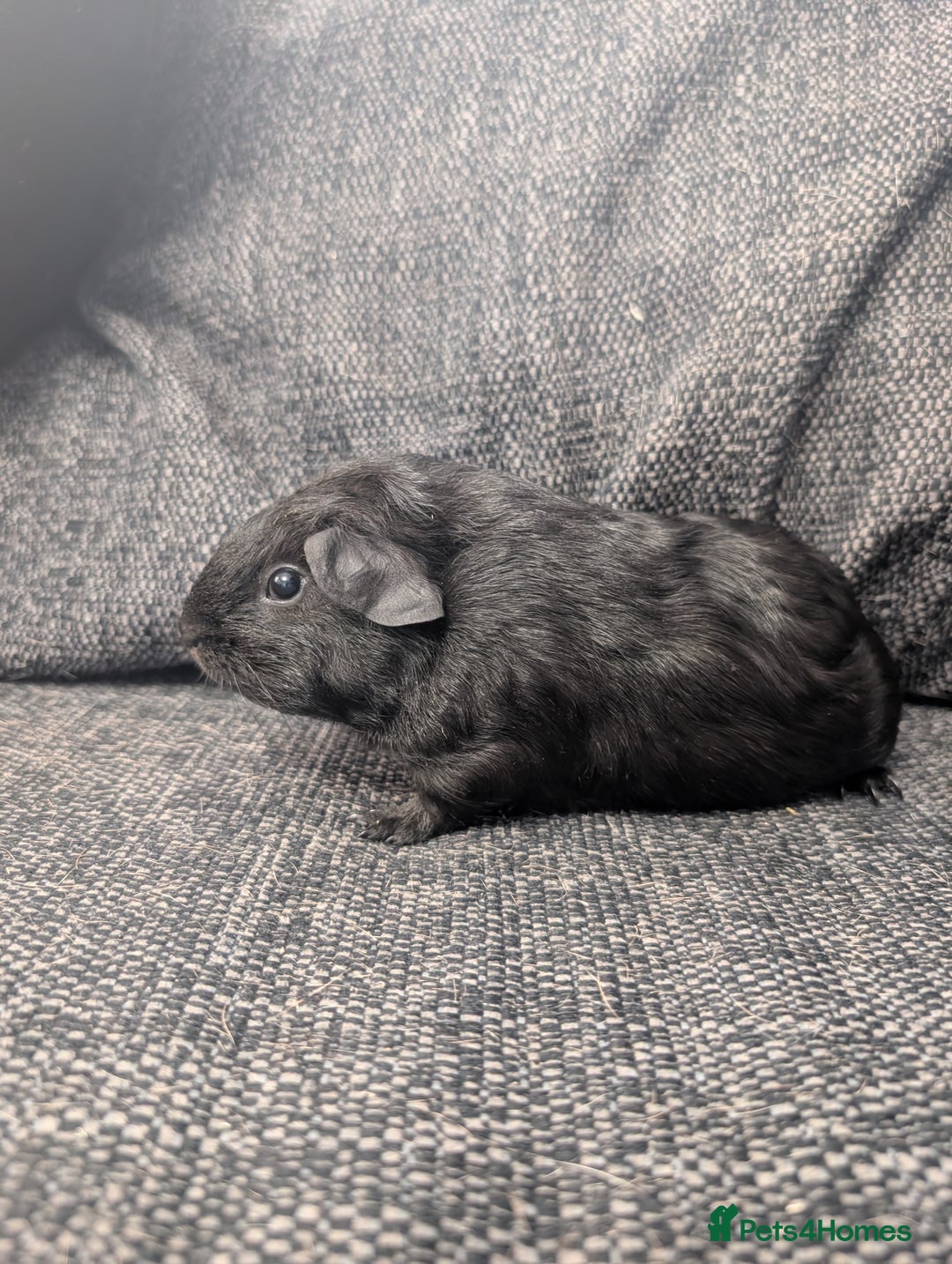 Guinea Pig rodents for sale: Lakeland boar - Image 3
