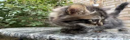 Maine Coon cats for sale: Maine Coon Bengal Cross Kittens - Advert 2