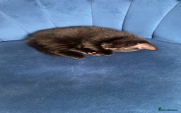Russian Blue cats for sale: Russian blue cross bengal kittens - Image 12