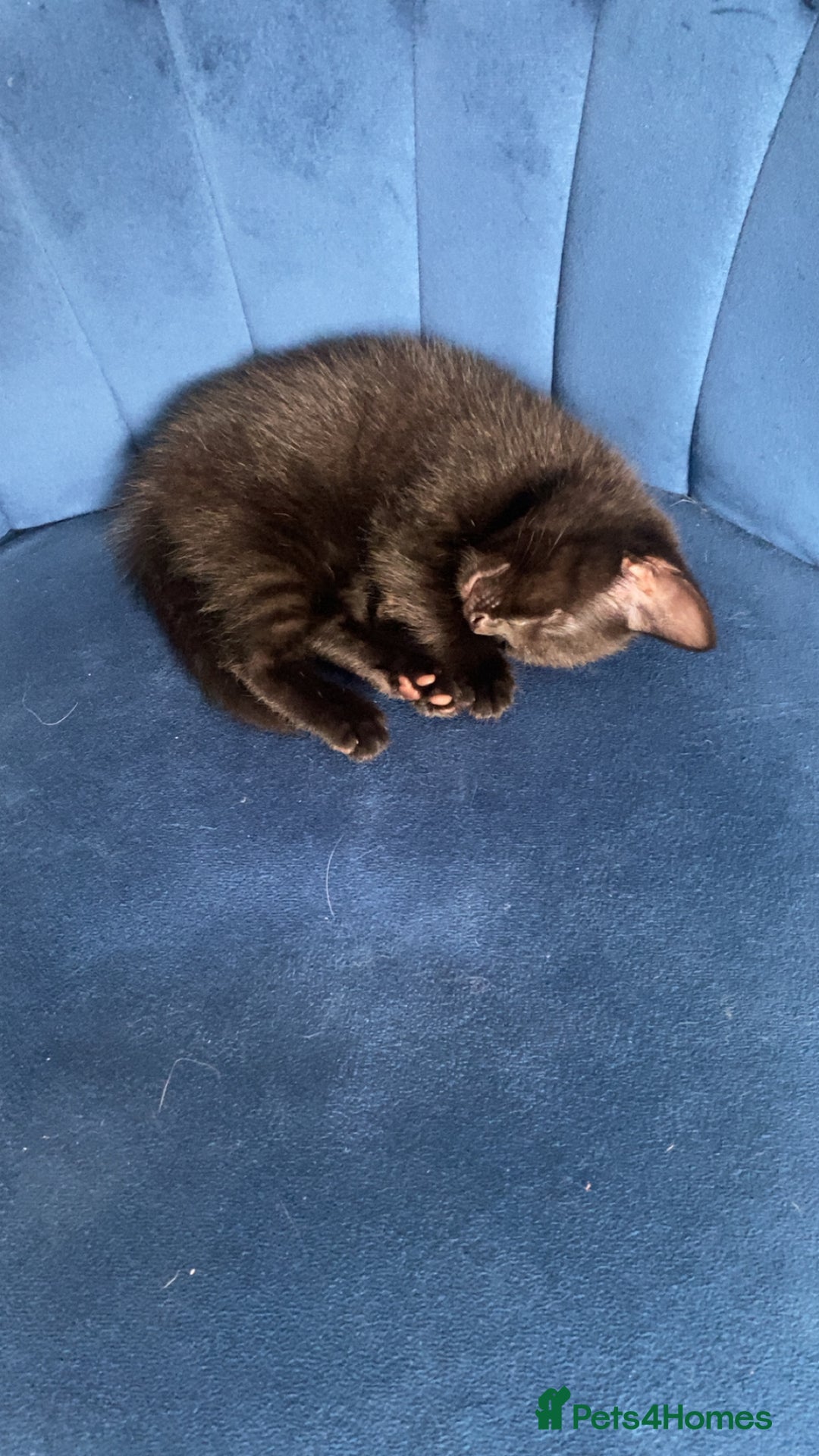 Russian Blue cats for sale: Russian blue cross bengal kittens - Image 12