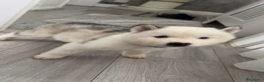 Siberian Husky Puppy 2