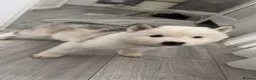 Siberian Husky dogs for sale: Siberian Huskies  - Advert 7