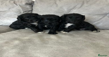 Cockapoo dogs Beautiful cockapoos  - Advert 5