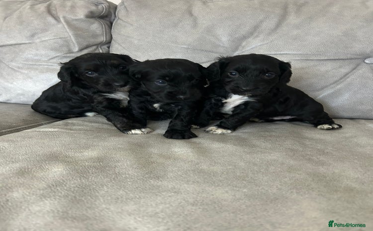 Cockapoo dogs Beautiful cockapoos  - Advert 14