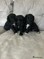 Cockapoo dogs Beautiful cockapoos - Advert 5