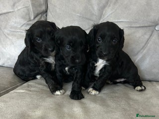 Cockapoo dogs Beautiful cockapoos - Advert 2