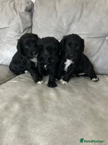 Cockapoo dogs Beautiful cockapoos - Advert 14