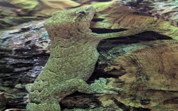 Gecko reptiles for sale: Mourning Gecko's (Lepidodactylus lugubris) - Image 6