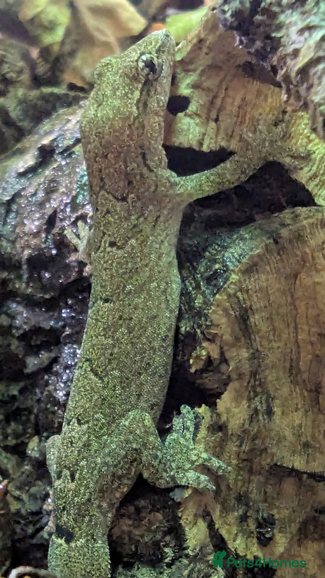 Gecko reptiles for sale: Mourning Gecko's (Lepidodactylus lugubris) - Image 6