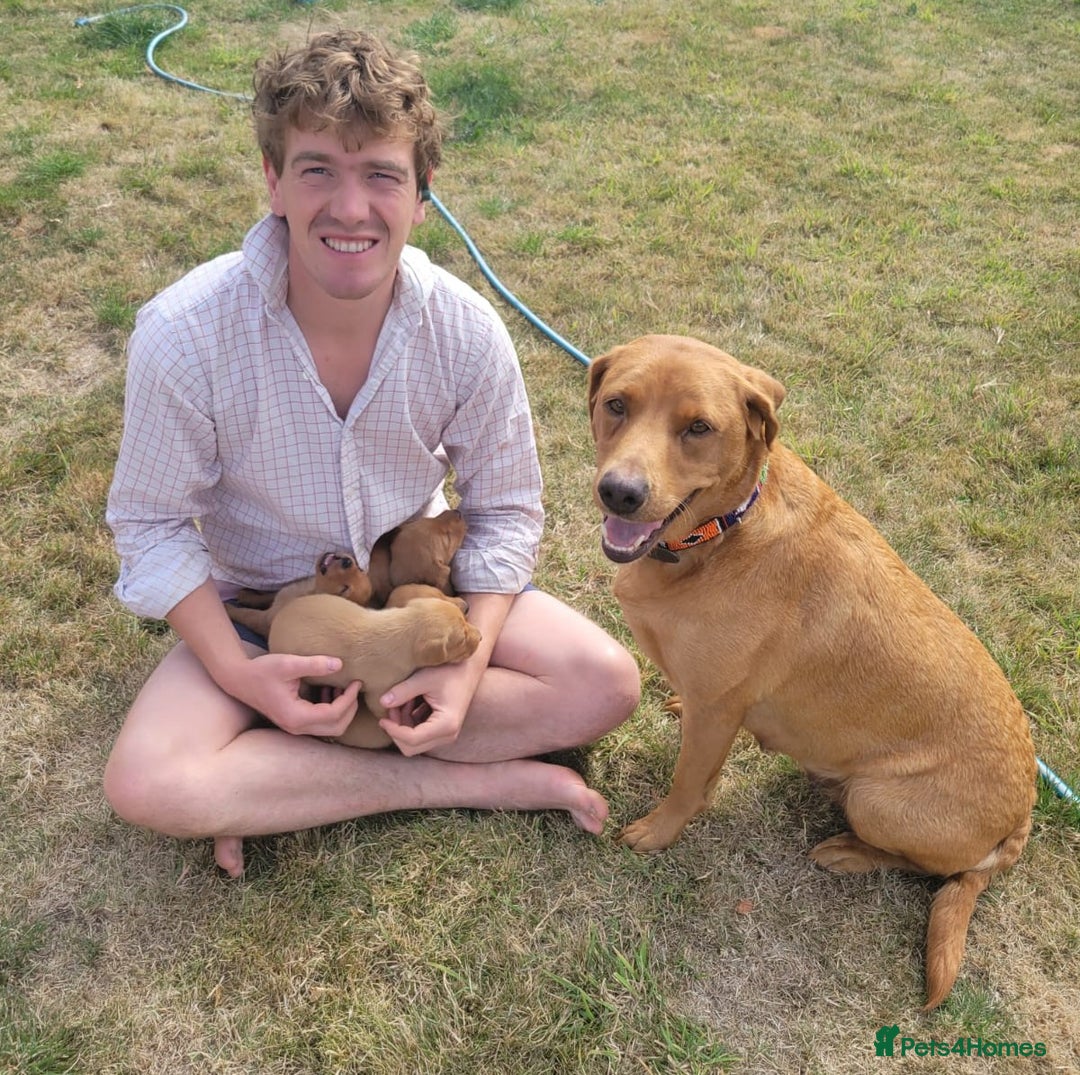 Labrador Retriever dogs for sale: Red Fox Labrador Puppies–Ready from 26th September - Image 13
