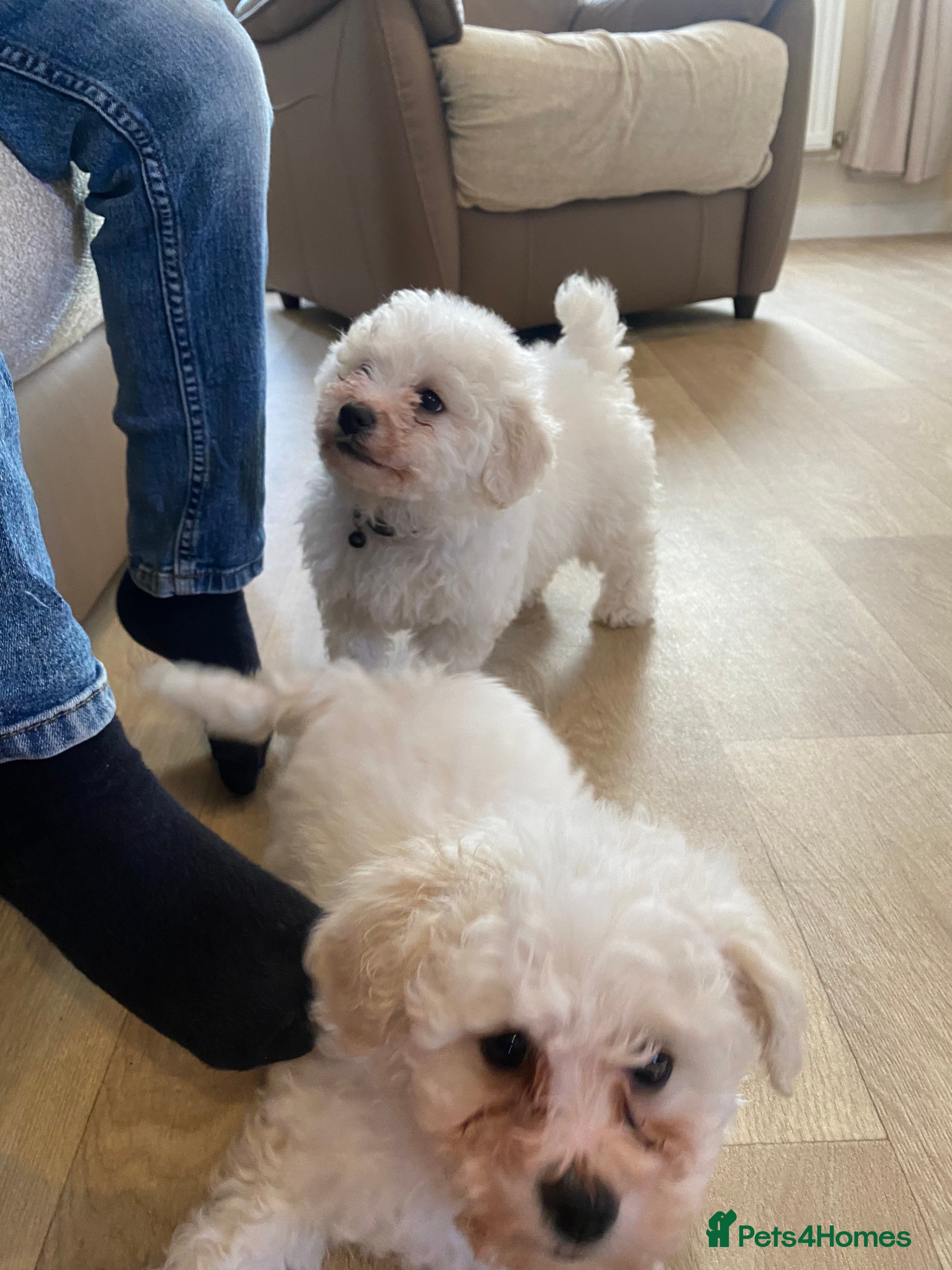 Bichon Frise dogs Beautiful Bichon frise puppies - Advert 7