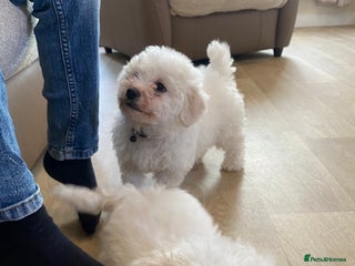 Bichon Frise dogs Beautiful Bichon frise puppies - Advert 10