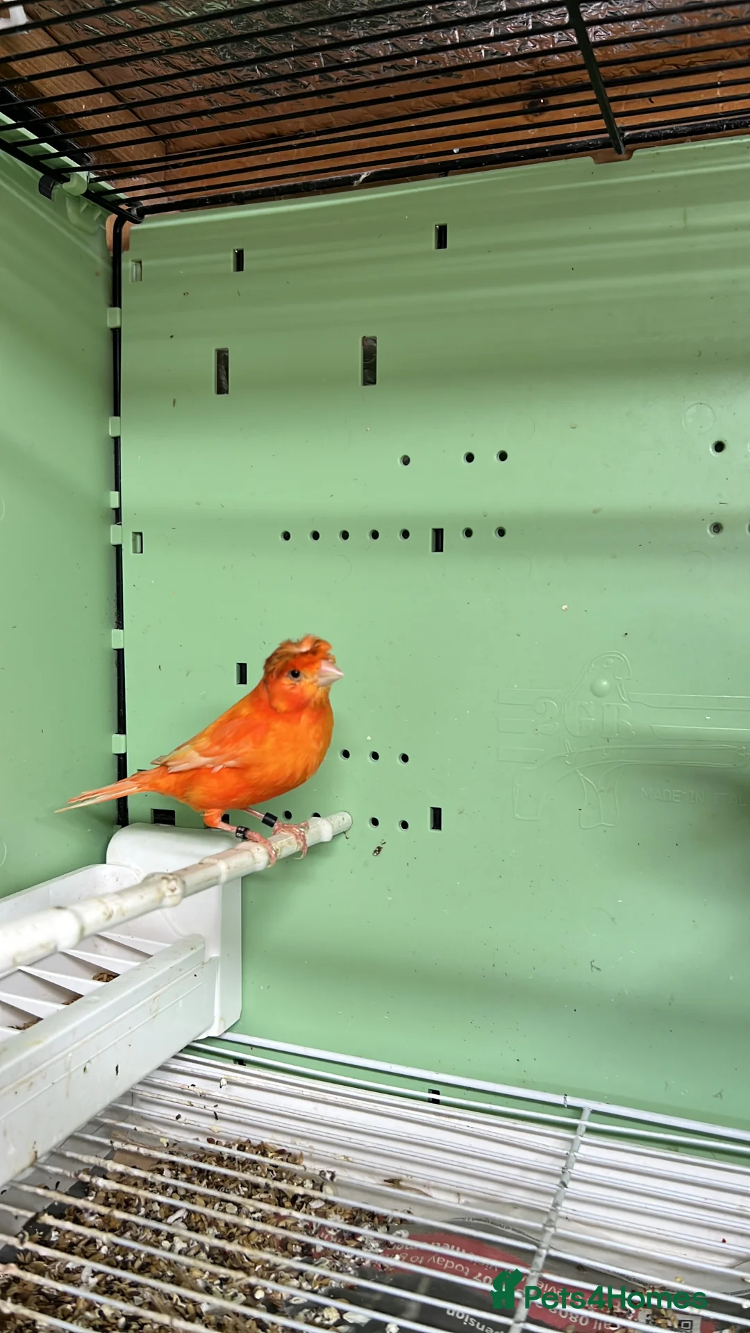 Canaries birds for sale: Canaries for sale  - Advert 17