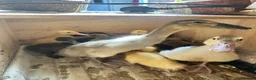 Ducks poultry for sale: Muscovy Indian runner duckling  - Advert 4