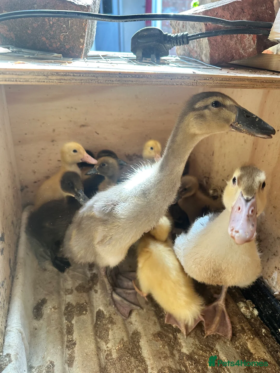 Ducks poultry for sale: Muscovy Indian runner duckling  - Advert 4