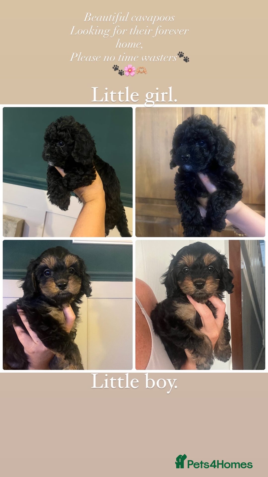 Cavapoo dogs for sale: Tiny Cavapoo - Image 1