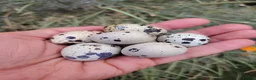 Quail poultry for sale: Fertile Quail Hatching Eggs – Mixed Colours - Advert 2