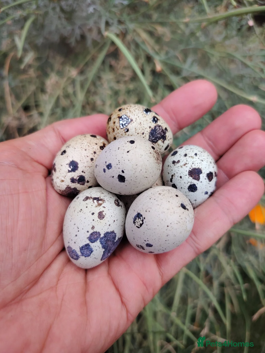 Quail poultry for sale: Fertile Quail Hatching Eggs – Mixed Colours - Advert 2