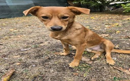 Mixed Breed dogs for adoption: 💙🐶 ARCHIE AND ARNY🐶💙 - Image 16
