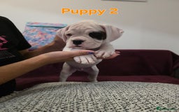 Boxer dogs for sale: KC REGISTERED Puppies-1x Gourgess Puppy available - Image 21