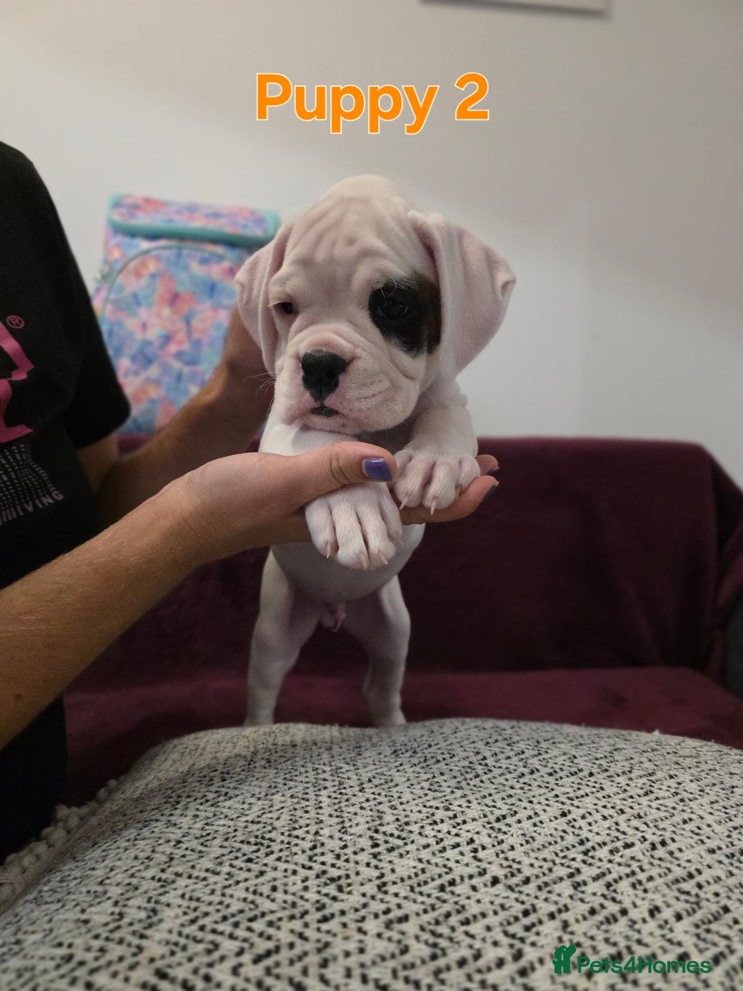 Boxer dogs for sale: KC REGISTERED Puppies-1x Gourgess Puppy available - Image 21