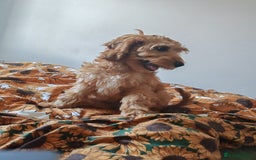 Cavapoo dogs for sale: REHOMING  - Advert 19