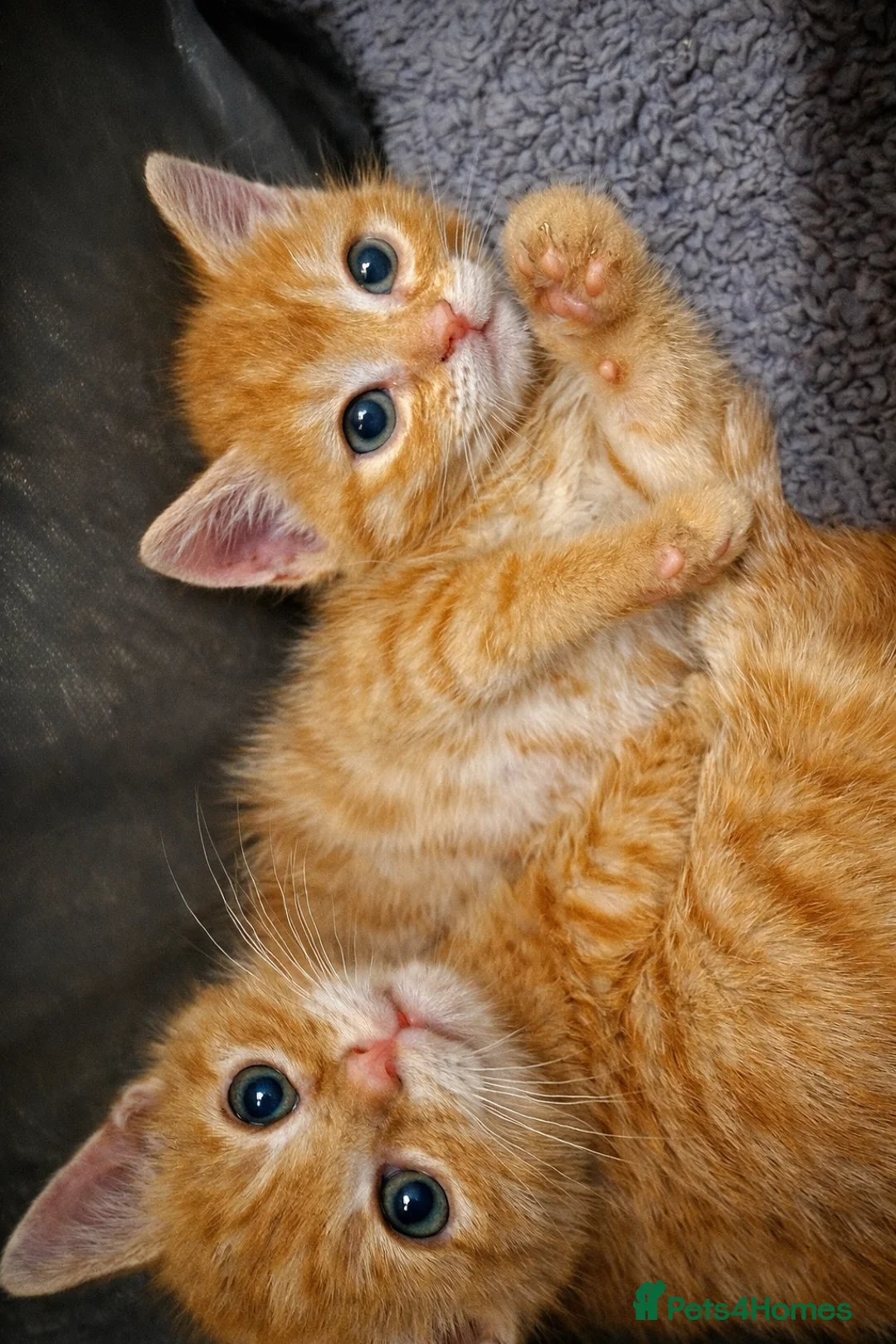 Mixed Breed cats for sale: Kittens ready to new homes  - Advert 1