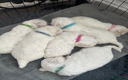 Bichon Frise dogs for sale: Bichon Frise puppies   - Image 6