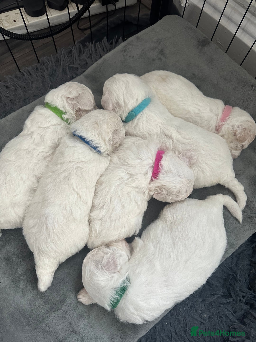 Bichon Frise dogs for sale: Bichon Frise puppies   - Image 6
