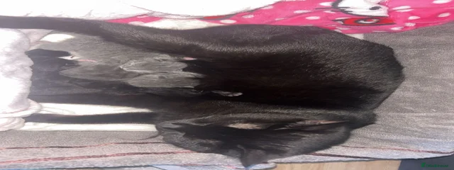 Shadow