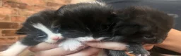 Mixed Breed cats for sale: Beautiful fluffy kittens  - Advert 28