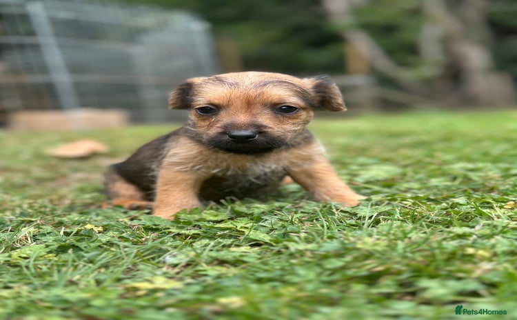 Patterdale Terrier dogs - Advert 4