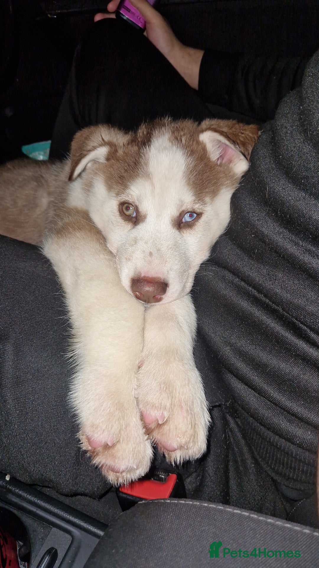 Siberian Husky dogs for sale: Husky puppy's  - Advert 9