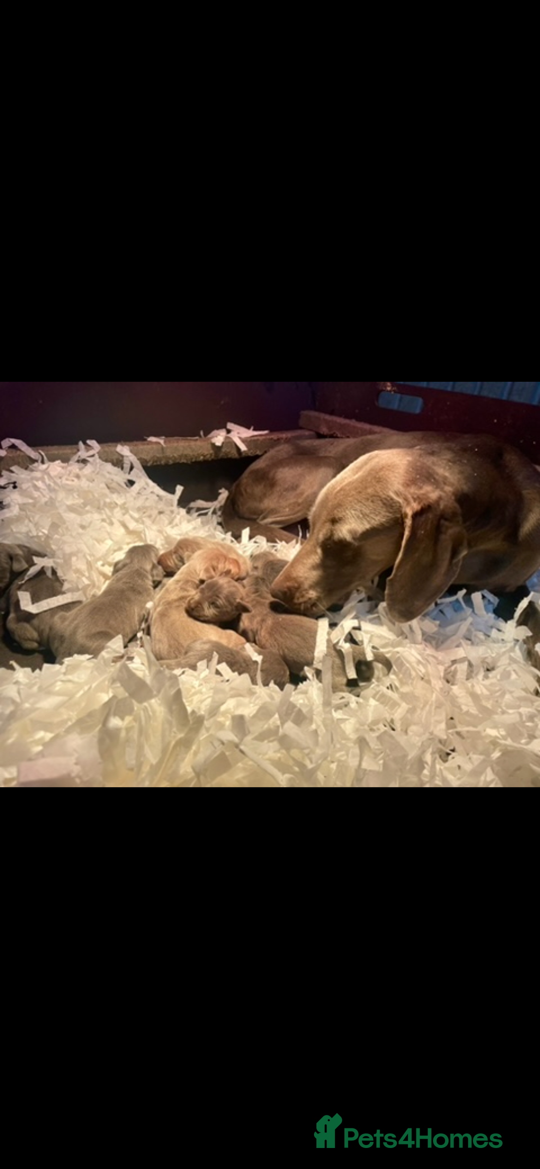 Mixed Breed dogs for sale: Stunning boys and girls available  - Image 14