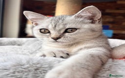 British Shorthair cats for sale: 🐾🌟 Stunningly Rare Silver Tipped (ns12) BSH 🌟🐾 - Image 16