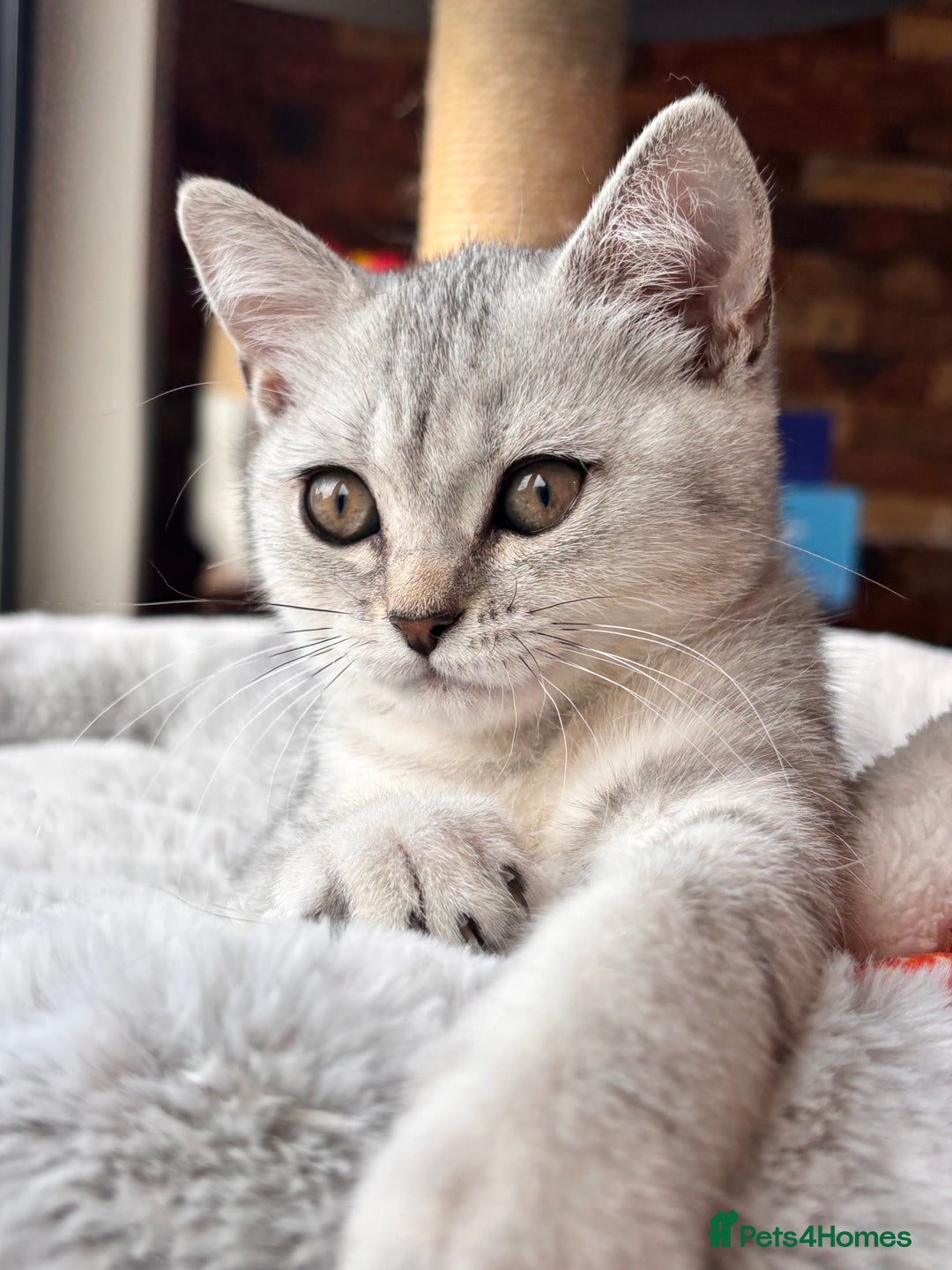 British Shorthair cats for sale: 🐾🌟 Stunningly Rare Silver Tipped (ns12) BSH 🌟🐾 - Image 16