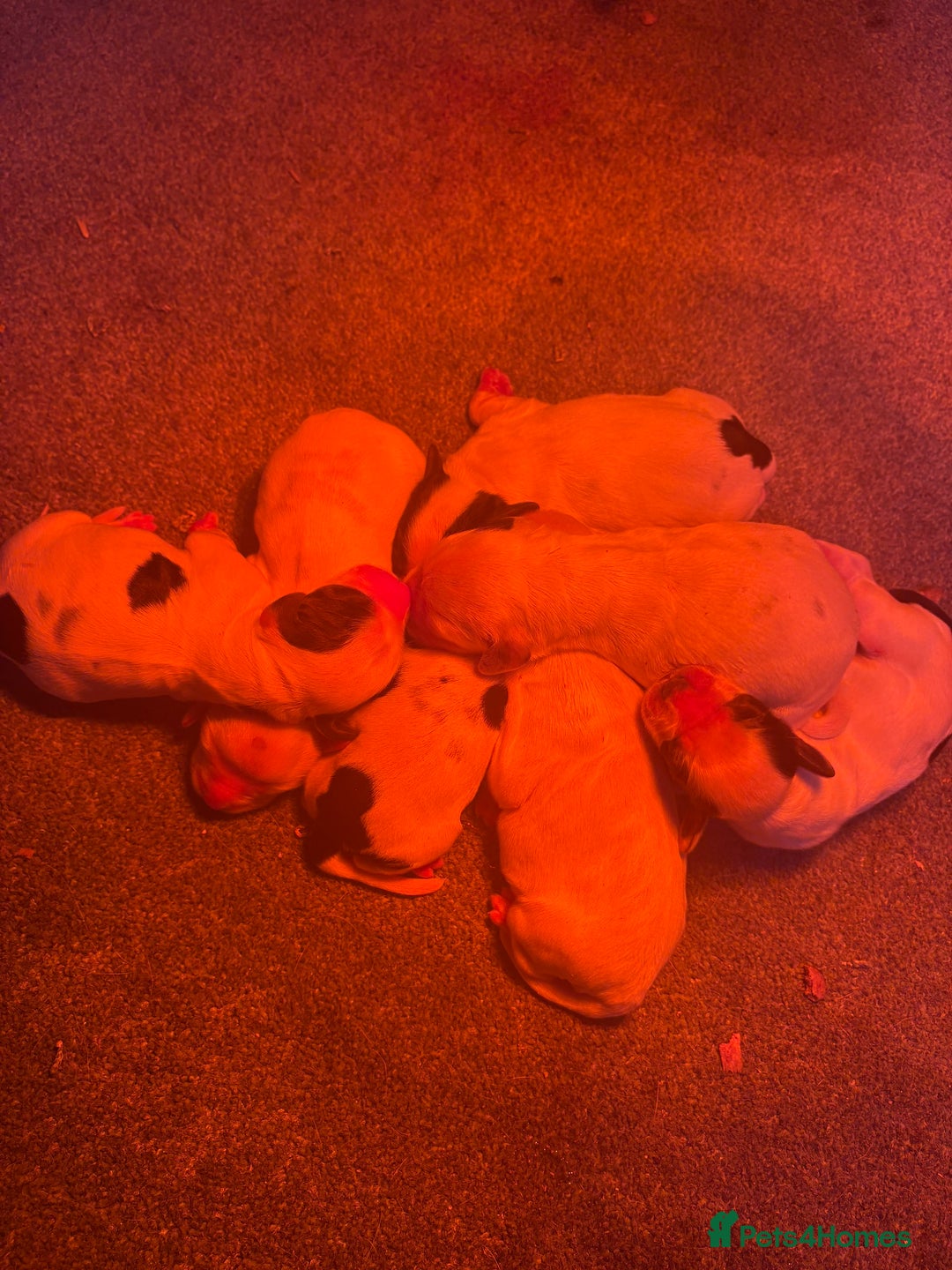 Cocker Spaniel dogs for sale: Adorable cocker spaniel puppies  - Advert 5