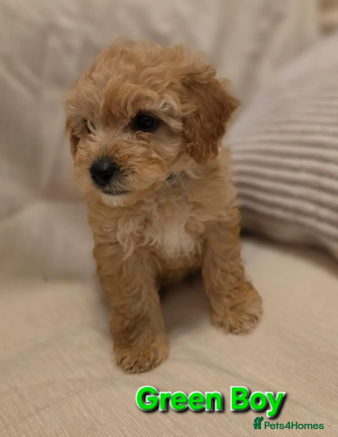 Maltipoo dogs for sale: 🐶4 beautiful maltipoo pups for sale🐶 - Advert 2