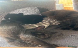 Domestic Shorthair cats for sale: 6 beautiful kittens for sale. - Image 28