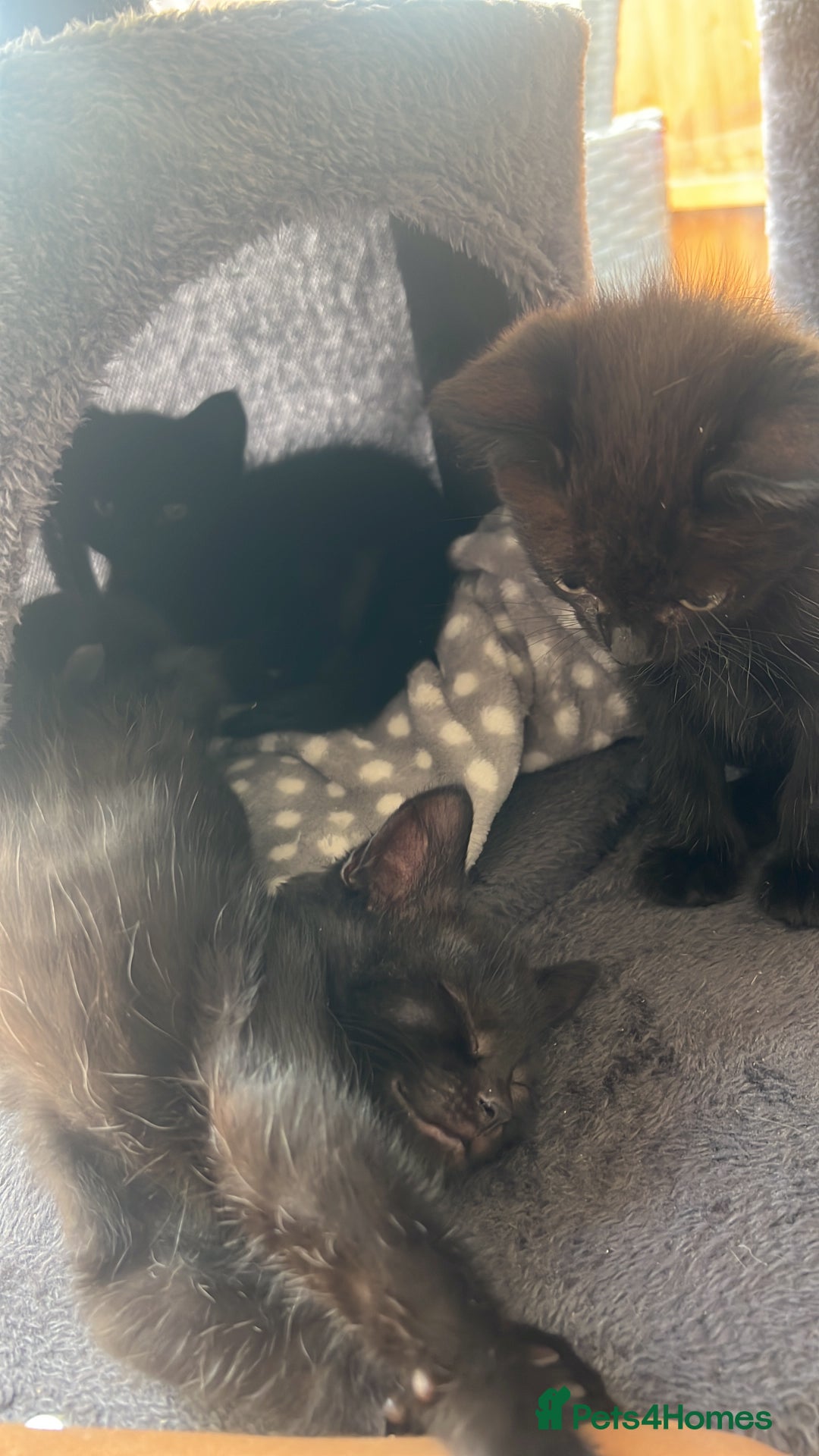 Domestic Shorthair cats for sale: 6 beautiful kittens for sale. - Image 28