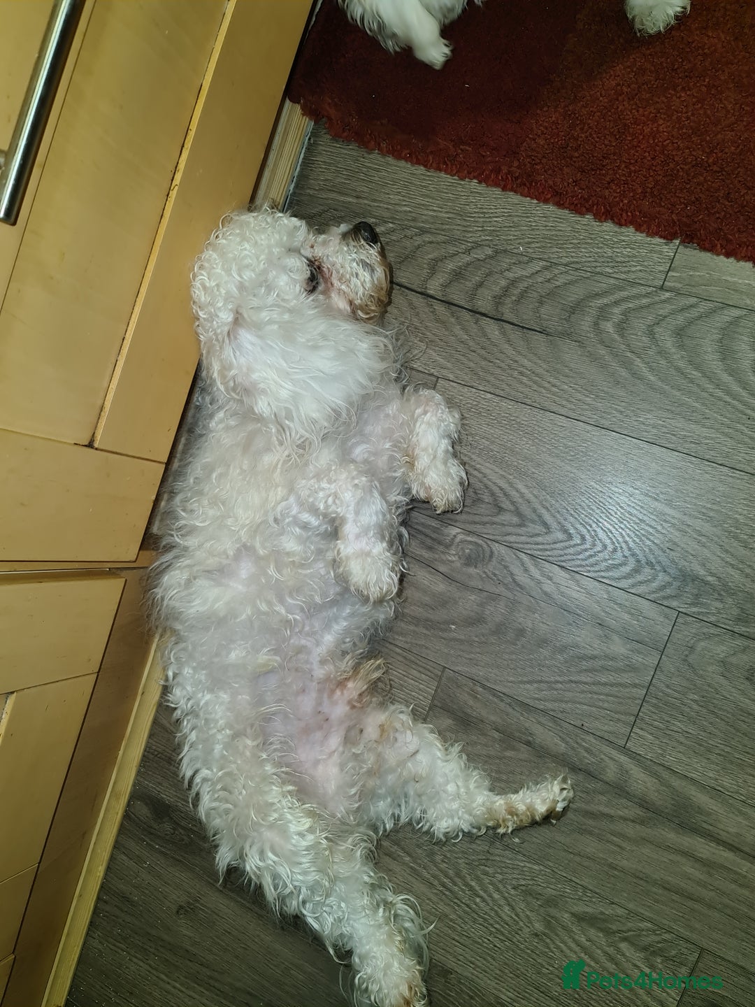 Bichon Frise dogs for sale: Very playful Bichon Frise Dog  - Image 3